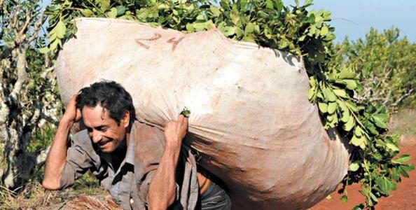 Yerba mate: tareferos sin mínimas condiciones de subsistencia
