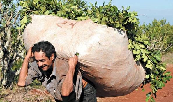 Yerba mate: tareferos sin mínimas condiciones de subsistencia