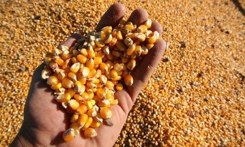 Contra la Ley de Semillas: para que se siga sembrando vida